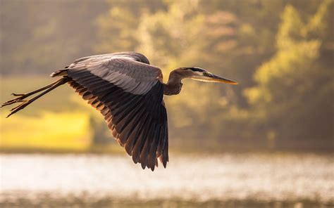 Crane Bird Wallpapers - Wallpaper Cave