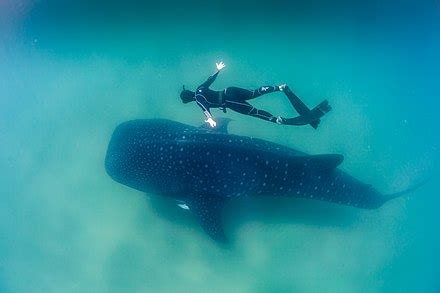 Whale shark - Wikipedia