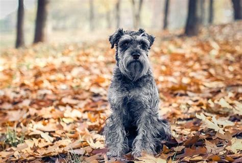 14 Schnauzer Mixed Breeds (With Info & Pictures) | Hepper