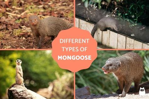 Types of Mongoose Species - Characteristics, Habitat, Diet & More ...