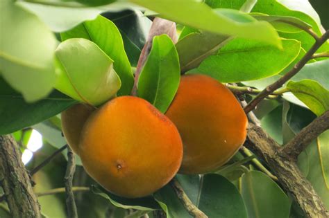 Photography with Dr. Ernie.: Kamagong (Diospyros blancoi) tree with fruits (Mabolos)