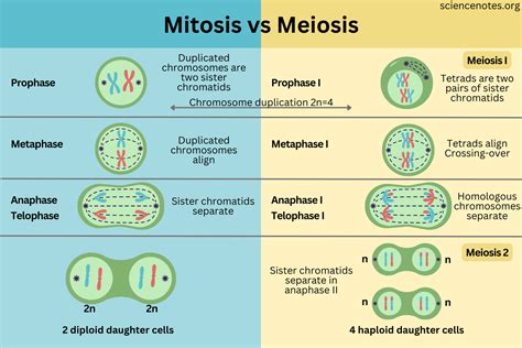 Mitosis vs Meiosis in 2024 | Mitosis vs meiosis, Mitosis, Meiosis