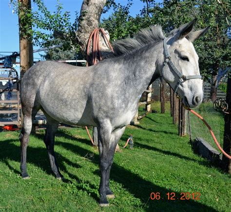 Love Grey Mule's | Horses, Mules, Breeds