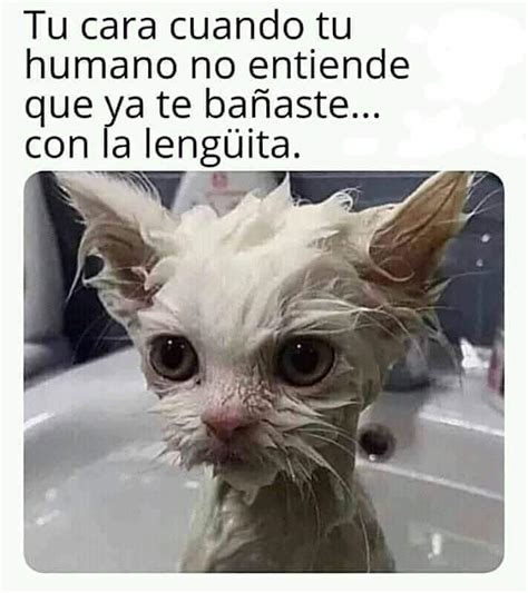 Celebra el día internacional del gato con memes de mininos - Gluc.mx