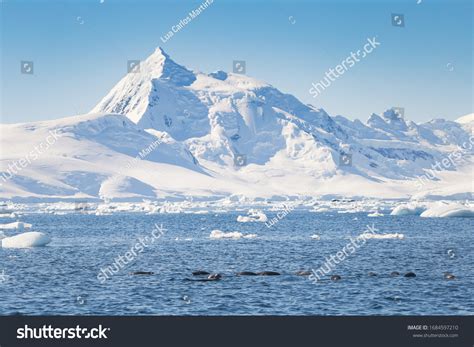 85 Vinson Massif Images, Stock Photos, 3D objects, & Vectors | Shutterstock