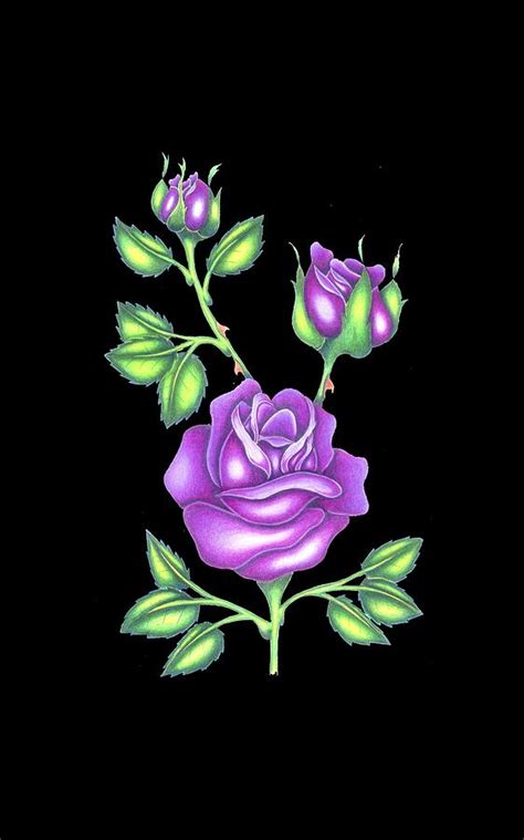 Purple Roses Drawing by Brian Ritchie - Fine Art America