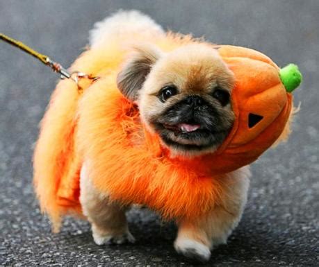 The CUTEST Halloween COSTUMES for DOGS 2014! - Paperblog