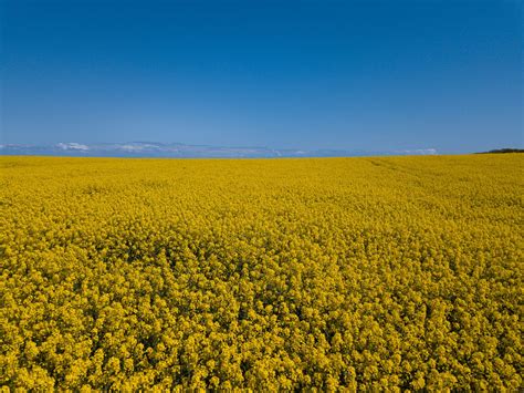 What Is Canola Oil?