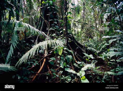 Ecuador rainforest trees hi-res stock photography and images - Alamy