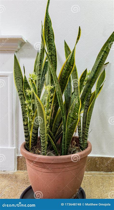 Potted Snake Plant Flowering from Lekki Lagos Nigeria. Stock Photo - Image of lekki, tongue ...