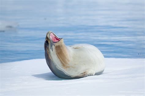 Ross Seal - Antarctic Environments Portal