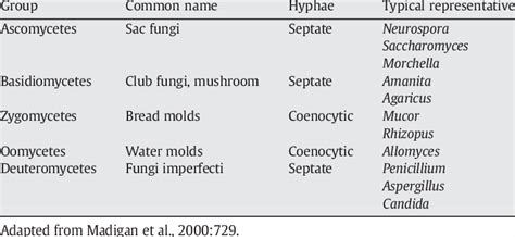 The classification of fungi | Download Table