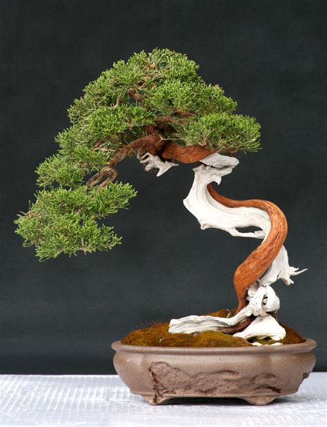 Juniper Bonsai | Bonsai de enebro, Bonsai, Árboles bonsai