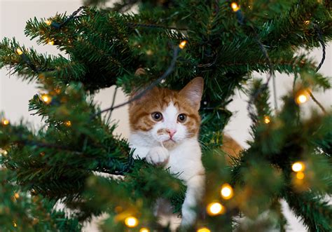 Fonds d'ecran Chat domestique Jour fériés Nouvel An Arbre de Noël Branche Animaux télécharger photo