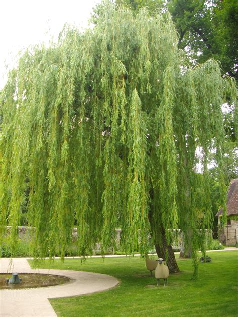 Weeping Willow | Trees That Please