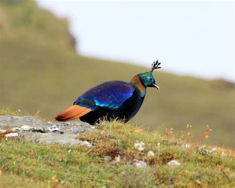 Himalayan Monal - Facts, Diet, Habitat & Pictures on Animalia.bio