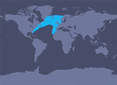 North Atlantic right whale | World map, Where is new zealand, World