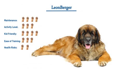 Leonberger Dog Breed… Everything You Need to Know at a Glance!