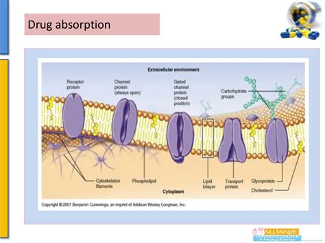 Drug absorption