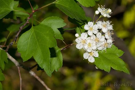 Washington Hawthorn | Trees and Shrubs | Nature In Focus