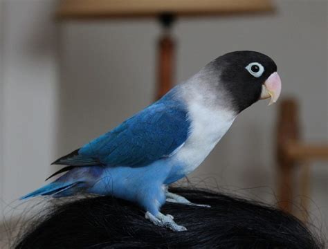 Blue-masked Lovebird Facts, Care as Pets, Feeding, Pictures and Video