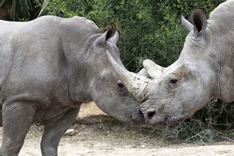 Endangered white rhino on display at South Texas zoo | AP News