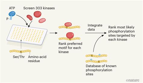 Targets mapped for almost all human kinase enzymes