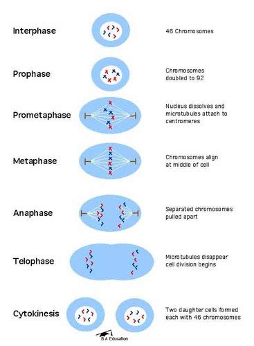 Cell Cycle Prophase Metaphase Anaphase Telophase