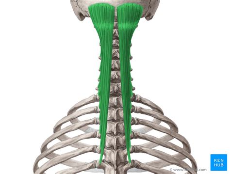 Semispinalis capitis: Anatomy, innervation, action | Kenhub