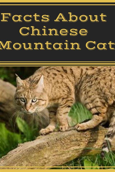 Rare Chinese Mountain Cats Caught on Video for The First Time | Cats ...