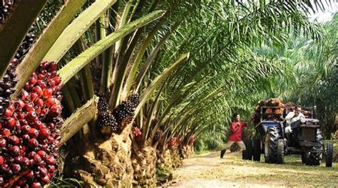 Oil palm growers commend Buhari, CBN for empowering small — Nigeria ...