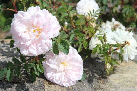 Scotch Roses - Grassroots Rose Nursery