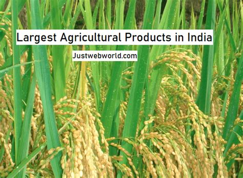 Top Largest Agricultural Products In India (2019)