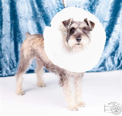 Adopt George: an energetic large mini Schnauzer! – Colorado Mini ...