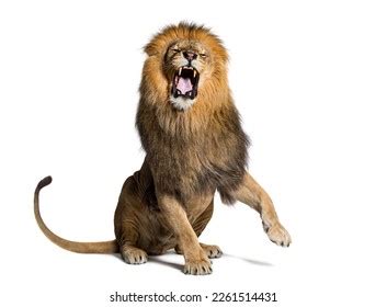 25+ Free Lion Images Photos | Free HD Downloads - Pikwizard