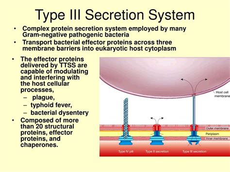 PPT - Type III Secretion System PowerPoint Presentation - ID:216373