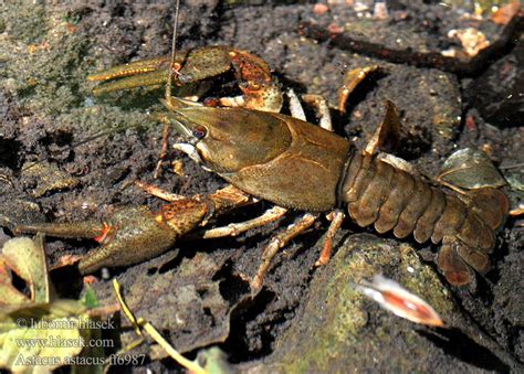 Astacus astacus fluviatilis European Crayfish Noble Flusskrebse