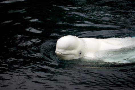 Beluga Whale - Oceana