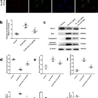 (a) Representative fluorescence image in each group by MitoSOX and ...