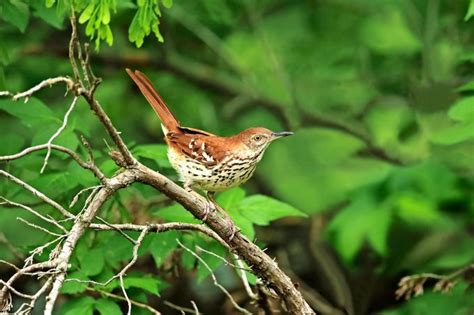 Meet the Thrashers: Learn About Thrasher Birds - Birds and Blooms