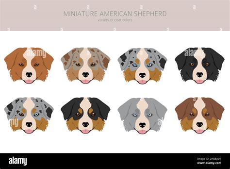 Miniature american shepherd Stock Vector Images - Alamy