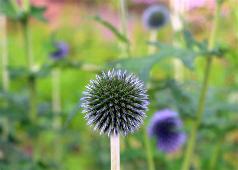 6 Milk Thistle Tea Benefits Backed By Science