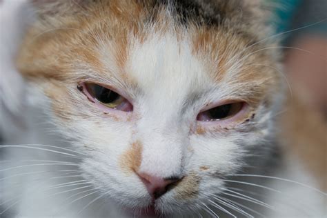 Conjunctivitis In Cats: Cat Pink Eye Causes, Symptoms, And Treatment