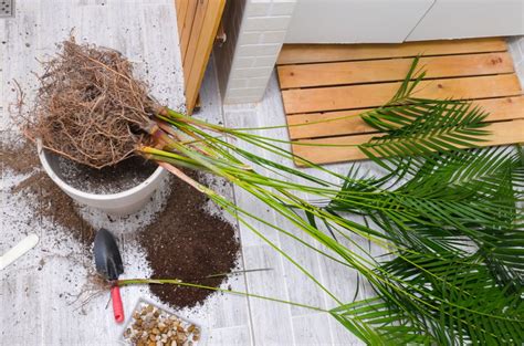 How to Repot an Indoor Palm Plant in 9 Easy and Safe Steps