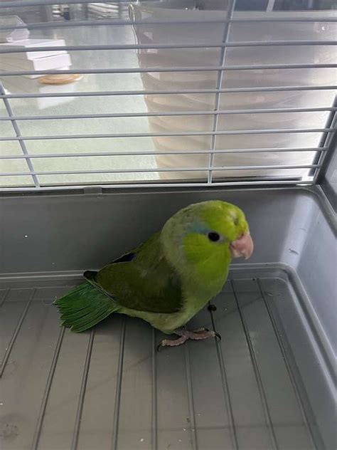 Green male parrotlet