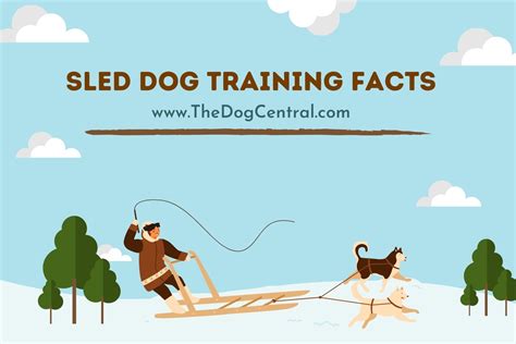 Sled Dog Training Facts | The Dog Central