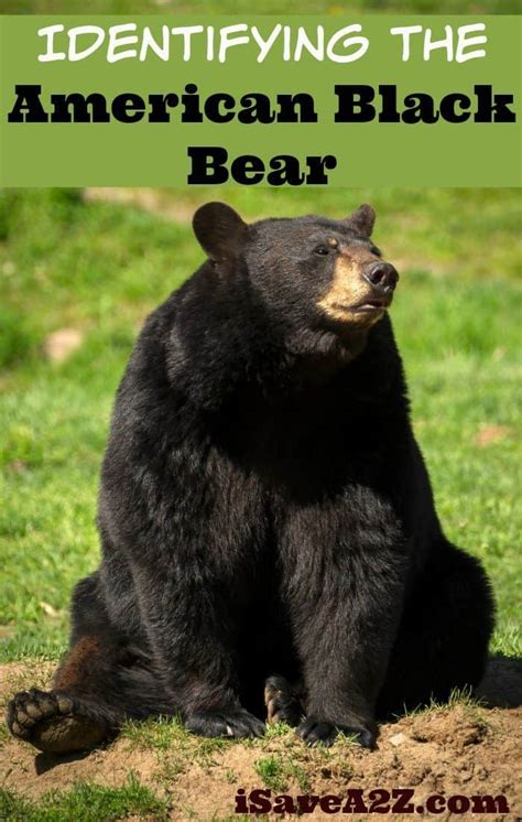 Identifying the American Black Bear - Country Living Tips - iSaveA2Z.com