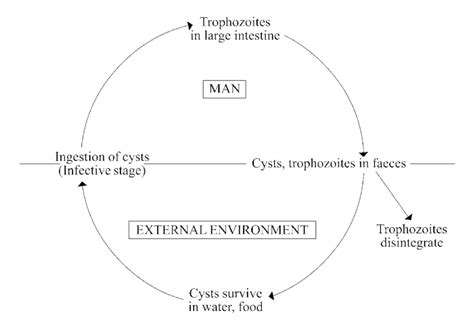 Balantidium Coli Life Cycle Cdc