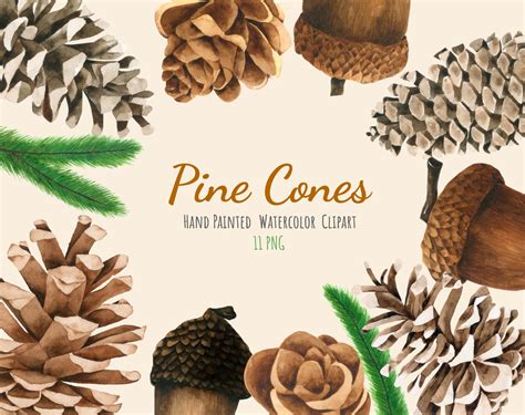 Watercolor Pine Cones Clipart Collection Pine Cones Clip Art - Etsy