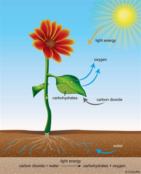 Photosynthesis | Nature, Science, Lifestyle and Phytotherapy